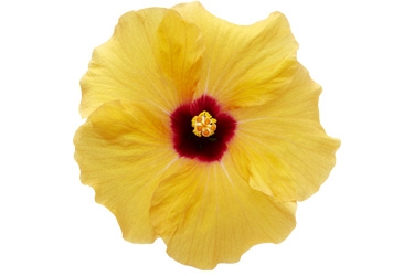 Hibiscus Adonis Yellow Variety Thumbnail.jpg